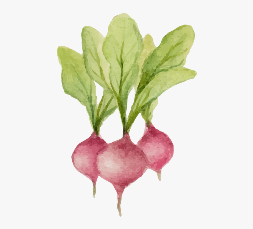 Radishes - 순무 일러스트, HD Png Download, Free Download