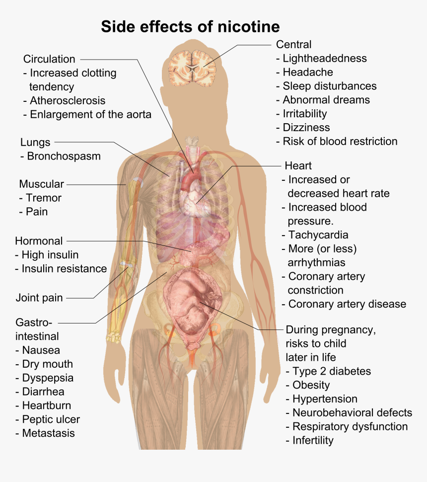 Side Effects Of Nicotine - Effects Of Wax Pens, HD Png Download, Free Download