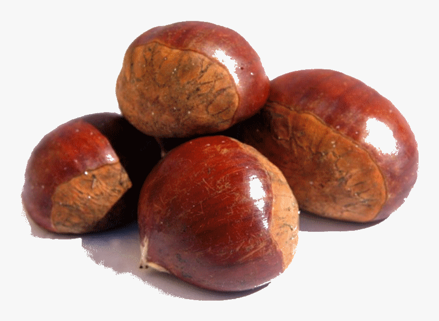 Chestnut Png Image Background - Chestnut Png, Transparent Png, Free Download