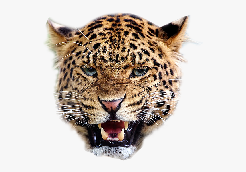 Angry Leopard Transparent Image Animal Graphic, HD Png Download, Free Download