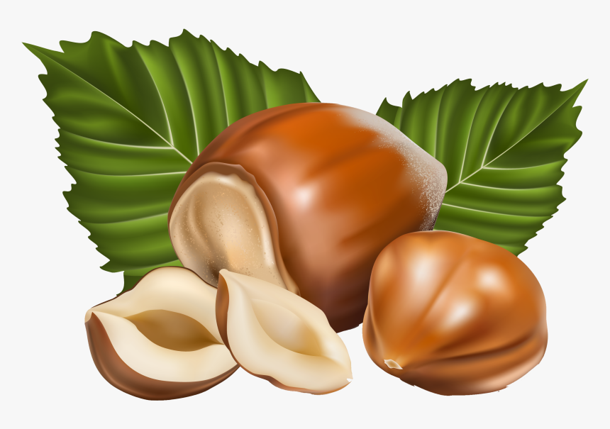 Chestnut Png Image - Nuts Vector Png, Transparent Png, Free Download