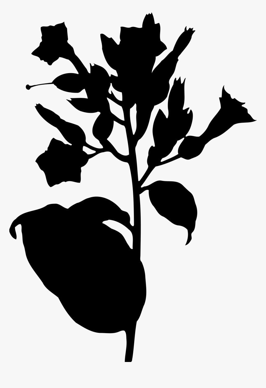 Tobacco Plant Silhouette Clip Arts - Tobacco Plant Transparent, HD Png Download, Free Download