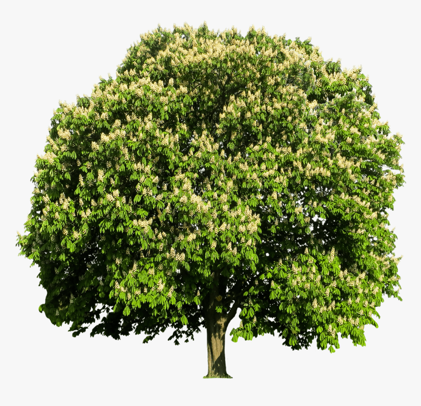 Chestnut Tree - Black Walnut Tree Utah, HD Png Download, Free Download