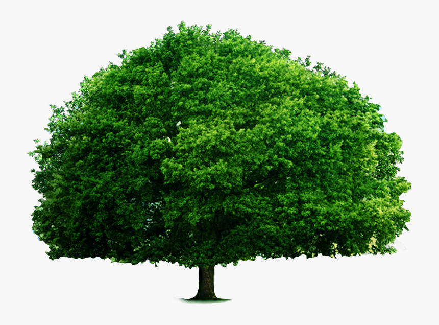 Transparent Big Tree Png - Big Tree Png, Png Download, Free Download