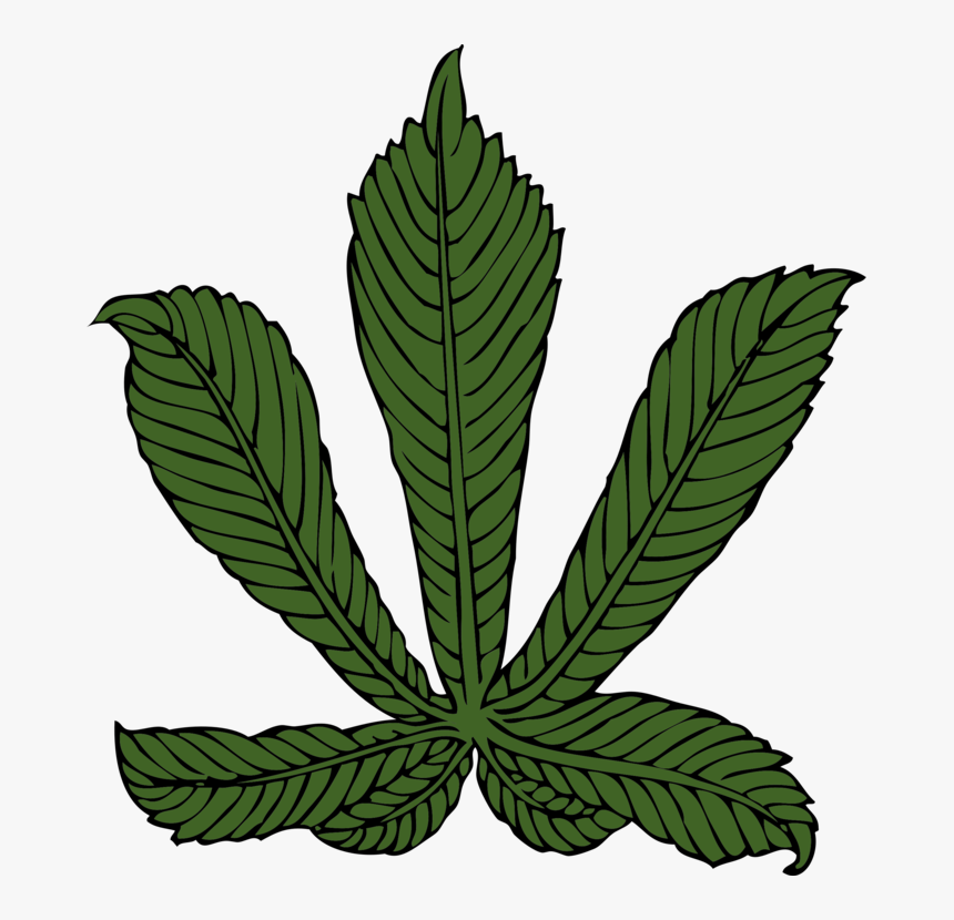 Plant,leaf,hemp Family - Horse Chestnut Leaf Png, Transparent Png, Free Download