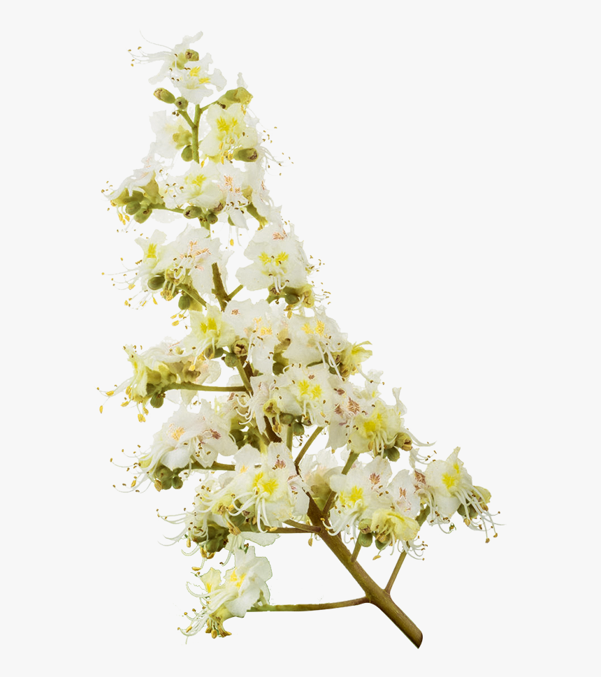 White Chestnut Flower, HD Png Download, Free Download