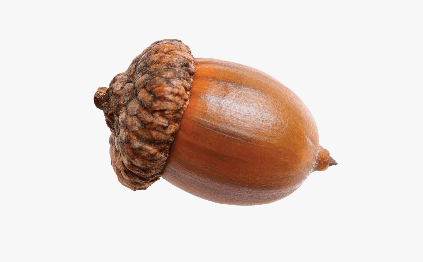 Acorn Png, Transparent Png, Free Download