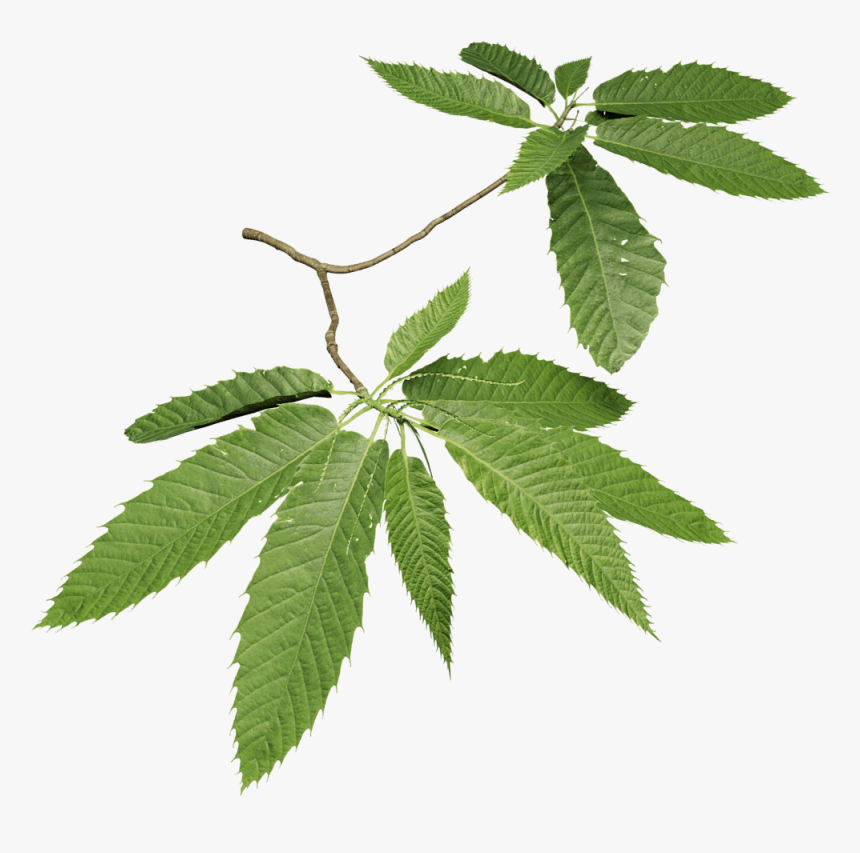 Sweet Chestnut, HD Png Download, Free Download