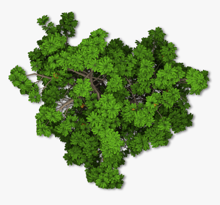 Arboles En Planta Png, Transparent Png, Free Download