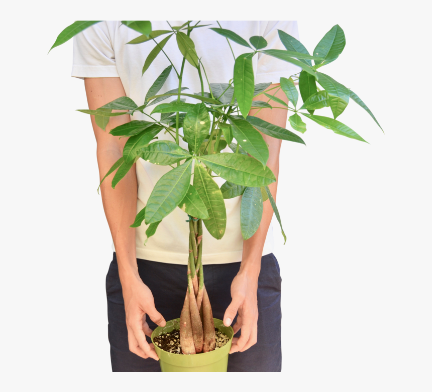 Money Tree "guiana Chestnut - Houseplant, HD Png Download, Free Download