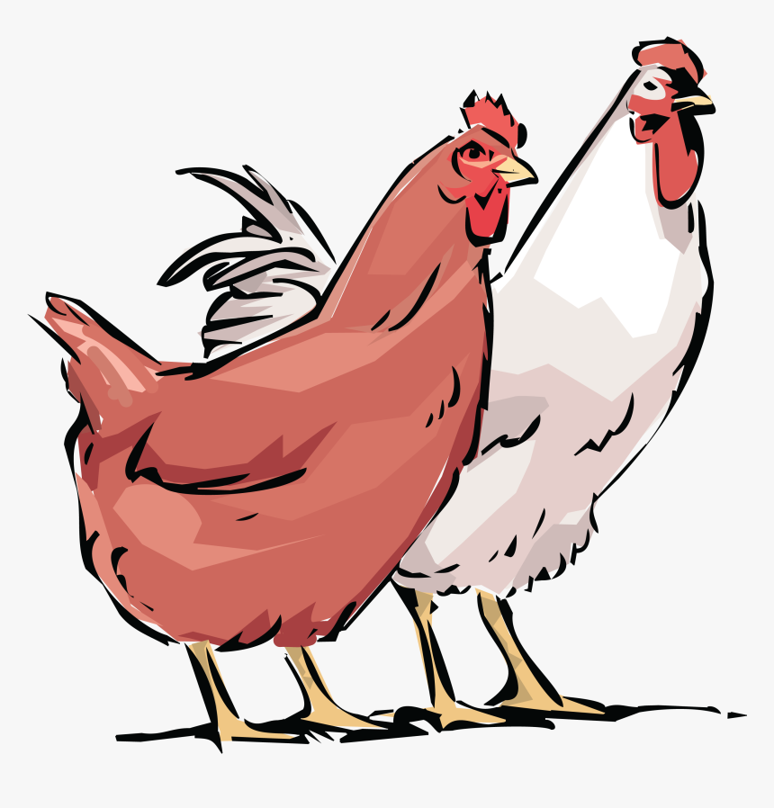 Chicken Rooster Hen Introducing - Rooster And Hen Clipart, HD Png Download, Free Download