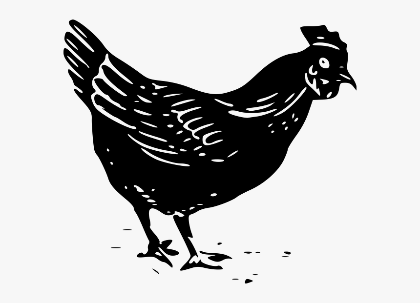 Black-chicken - Black And White Chicken Clip Art, HD Png Download, Free Download