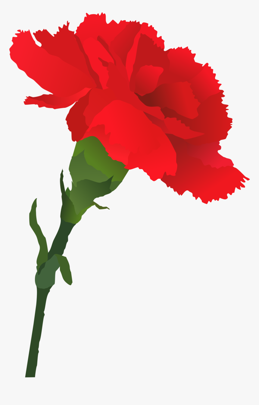 Carnation Clipart Png, Transparent Png, Free Download