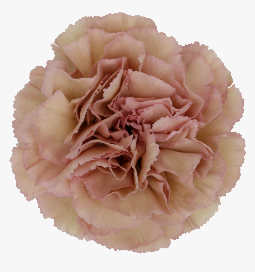 Dusty Pink Sim Carnation, HD Png Download, Free Download