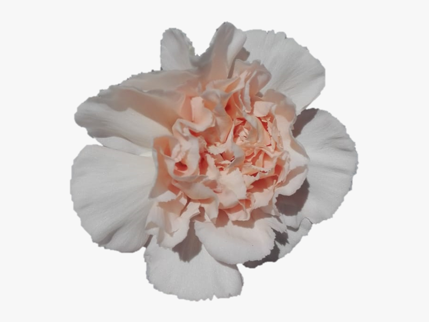 Transparent Carnations Png - Carnation, Png Download, Free Download