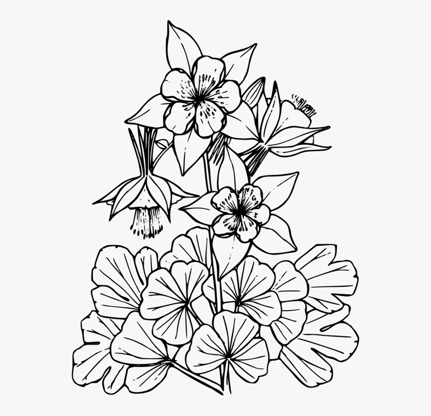 Line Art,plant,flora - Columbine Coloring Page, HD Png Download, Free Download