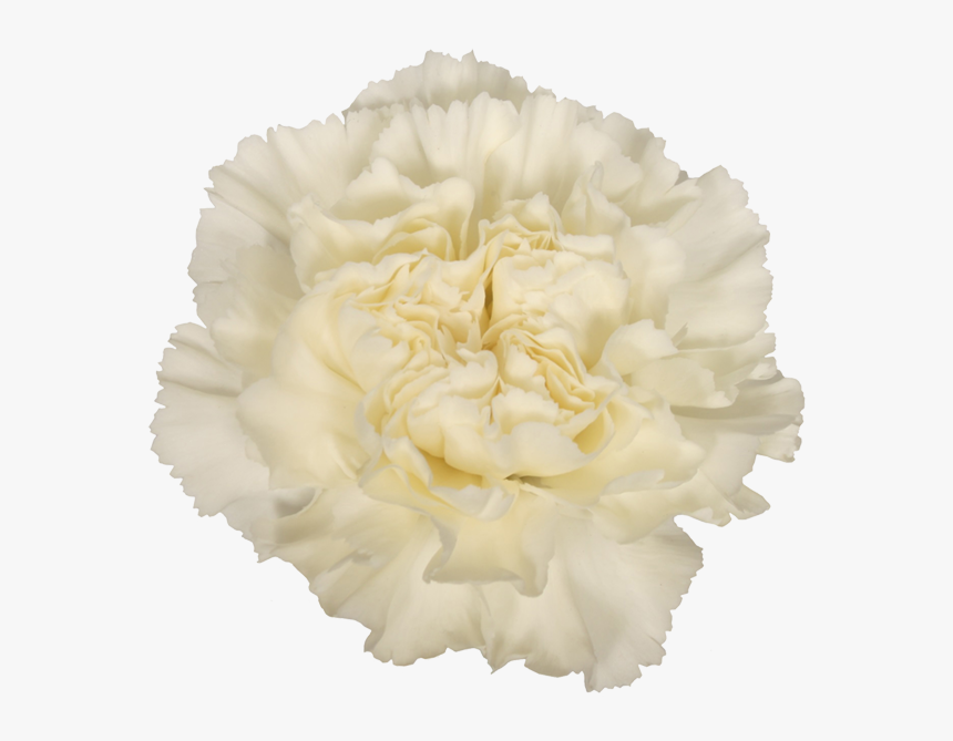 White Carnation Png, Transparent Png, Free Download