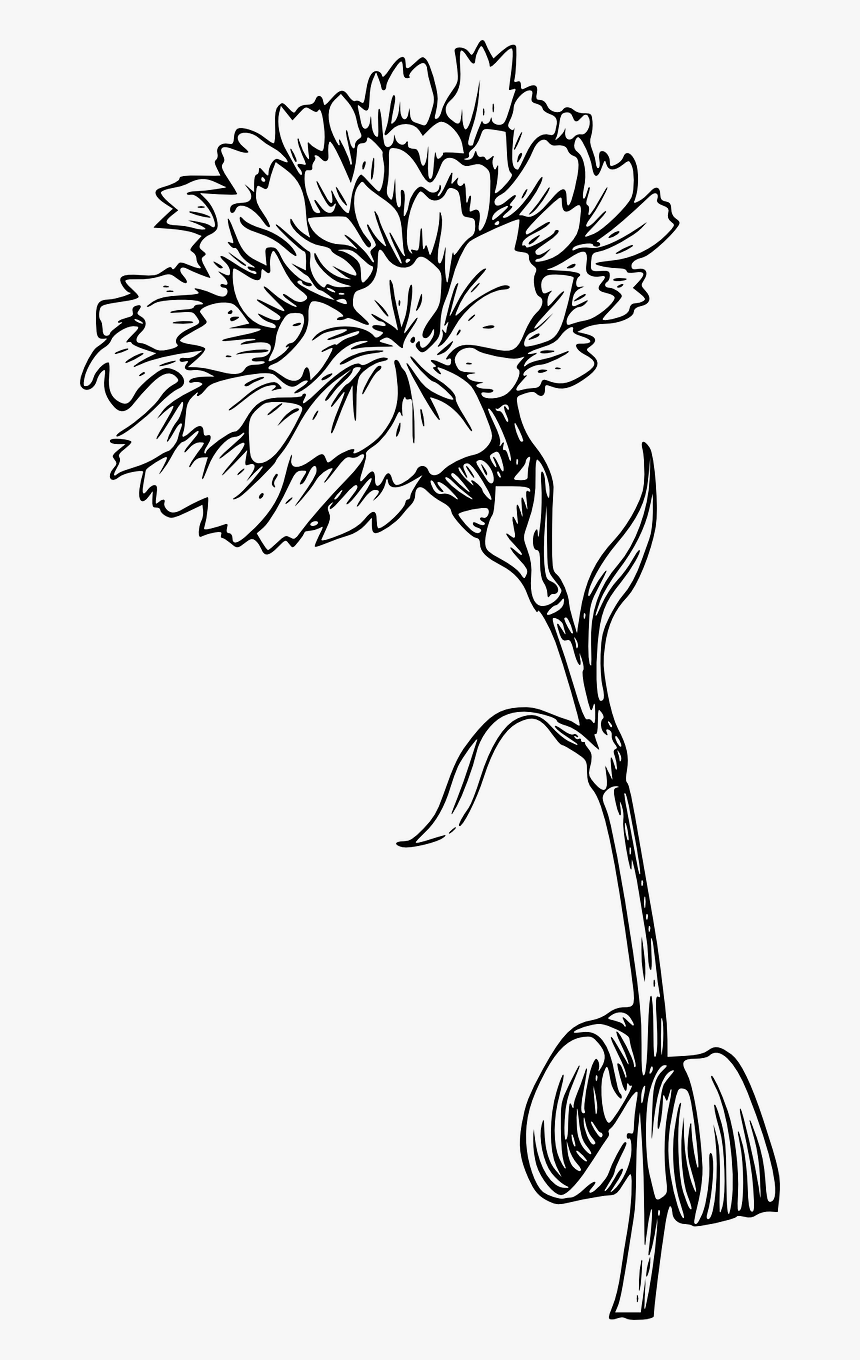 Carnation Flowers Stem Free Picture - Marigold Black And White, HD Png Down...