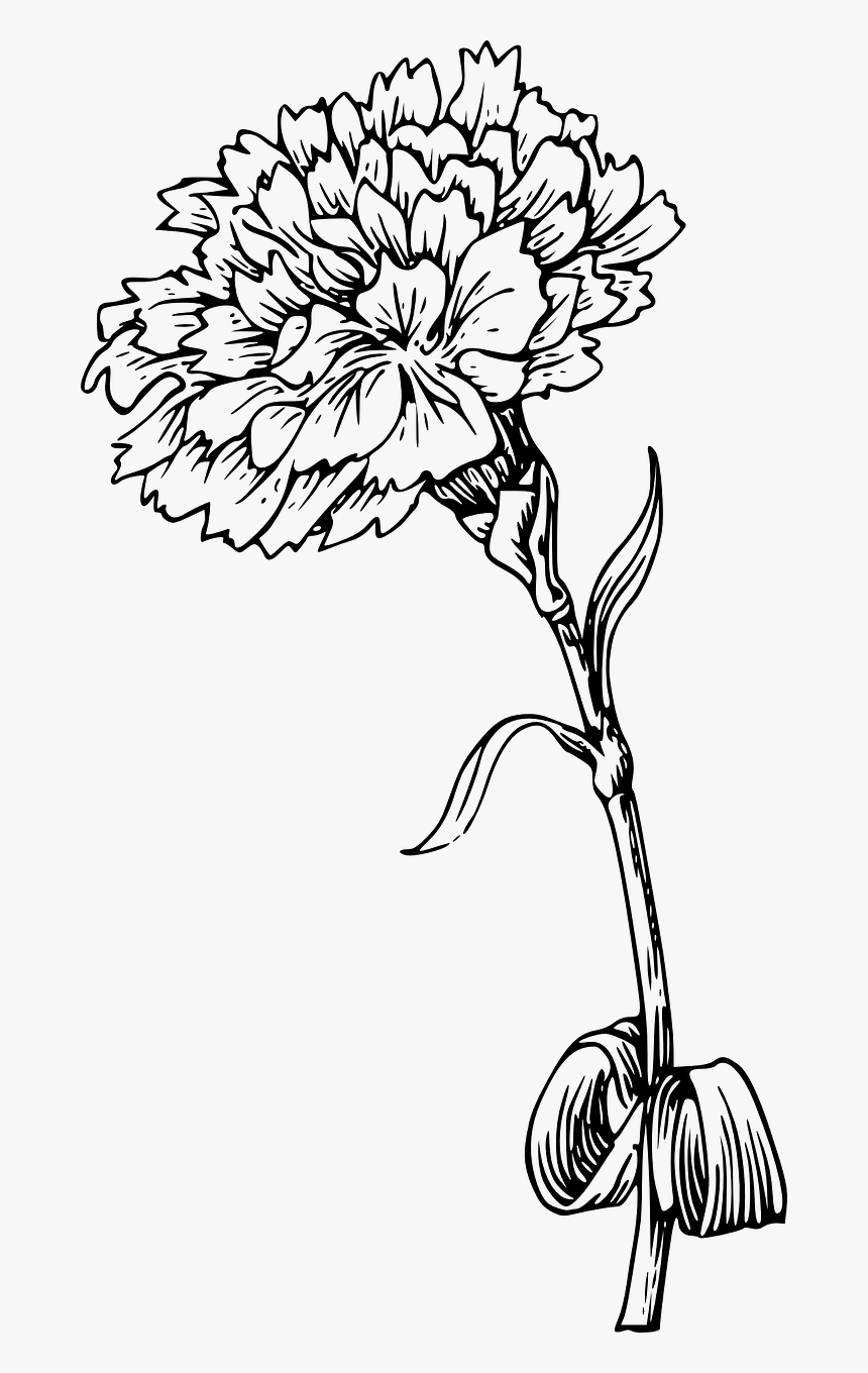 Carnation Flowers Stem Free Picture - Marigold Black And White, HD Png Download, Free Download