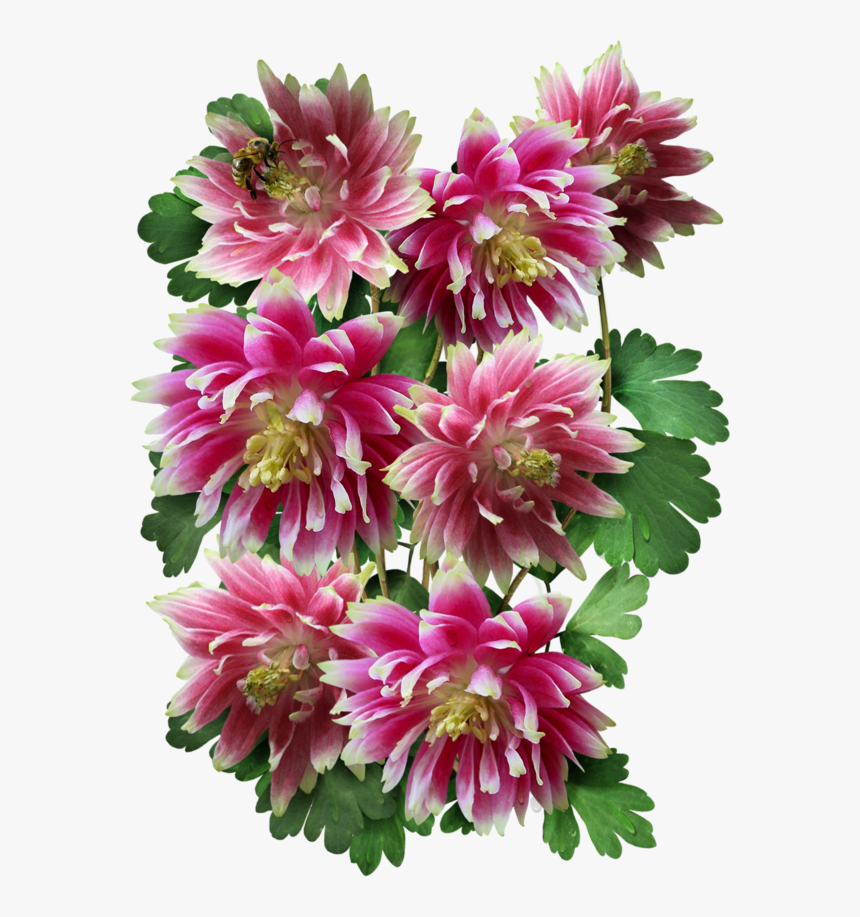Nora Columbine Seeds For Planting"
 Class="lazyload, HD Png Download, Free Download