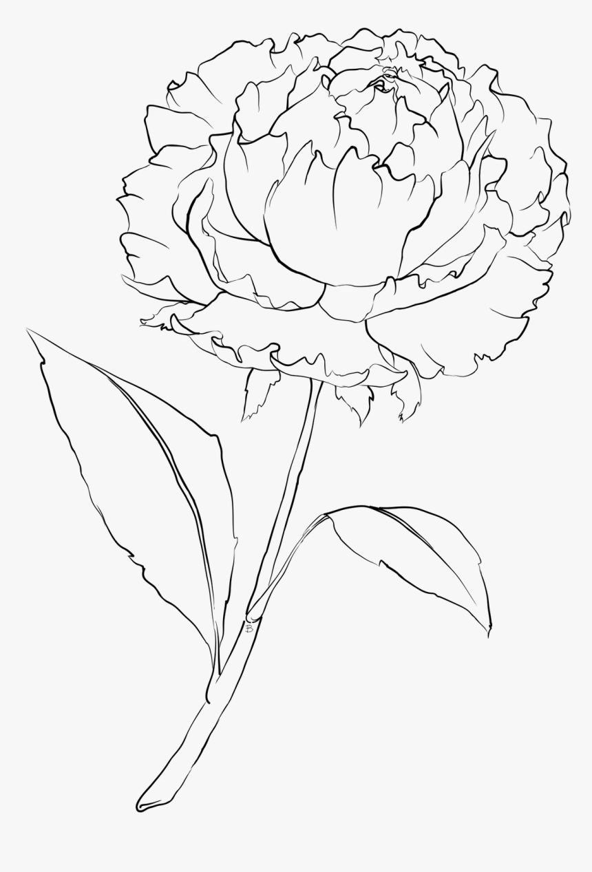 Petals Drawing Carnation ~ Frames ~ Illustrations ~ - White Carnation Flower Drawing, HD Png Download, Free Download