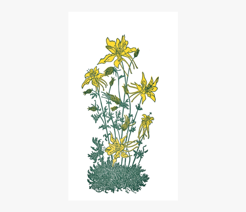 Sierra Columbine - Euryops Pectinatus, HD Png Download, Free Download