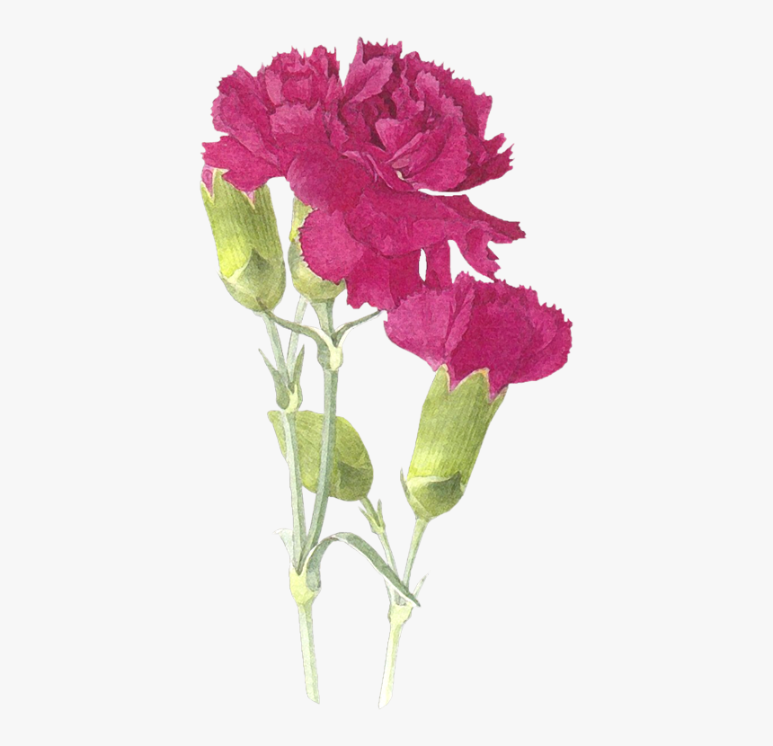 Laminas Y Trabajos Con - Carnations Drawing Realistic, HD Png Download, Free Download