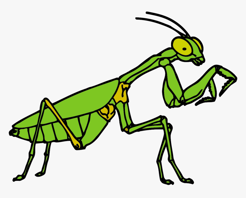 Transparent Praying Mantis Clipart - Free Praying Mantis Clipart, HD Png Download, Free Download