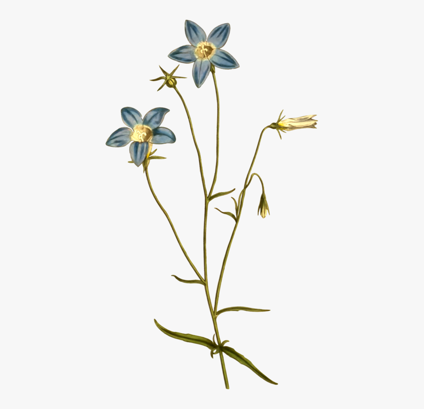 Australian Native Flowers Botanical, HD Png Download, Free Download