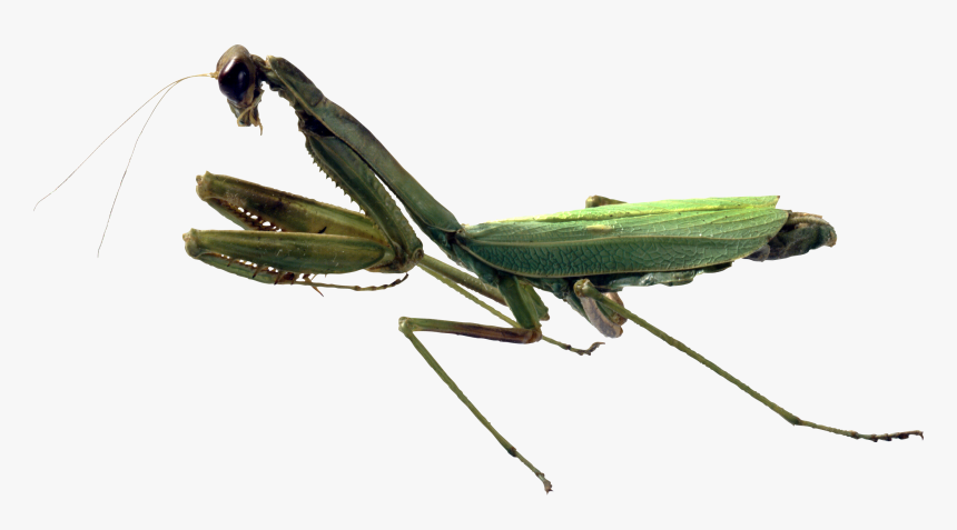 Transparent Grasshopper Clipart - Mantis, HD Png Download, Free Download