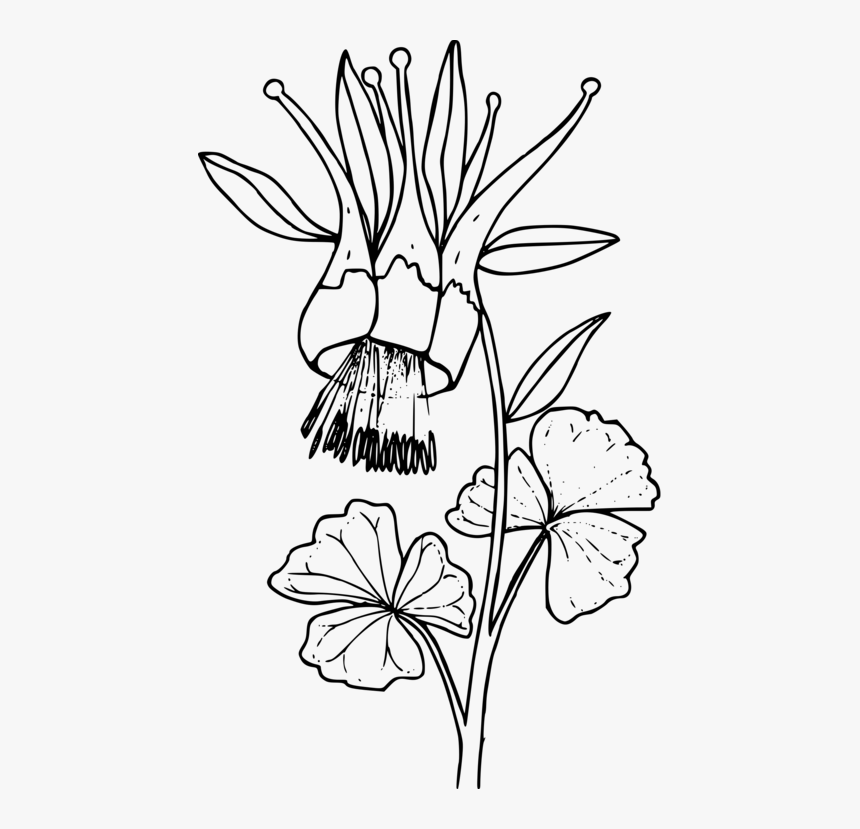 Art,monochrome Photography,petal - Transparent Floral Coloring Pages, HD Png Download, Free Download