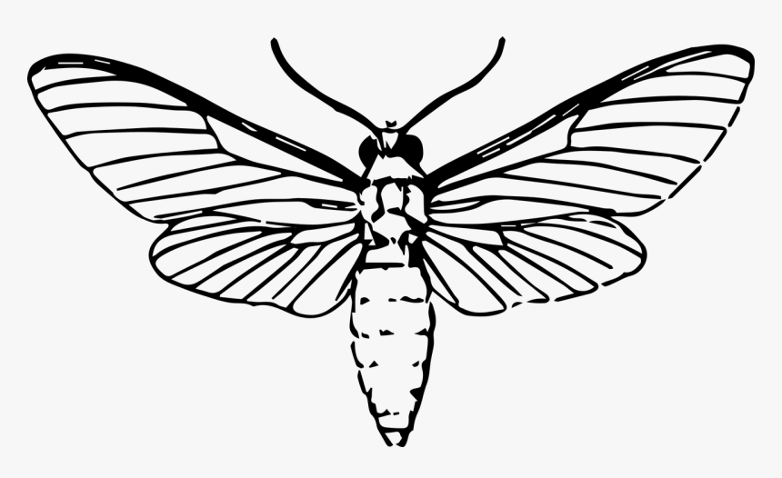 Moth Insect Animal Free Picture - Moth Drawing, HD Png Download, Free Download