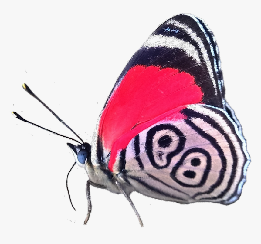 Moth Wings Png, Transparent Png, Free Download