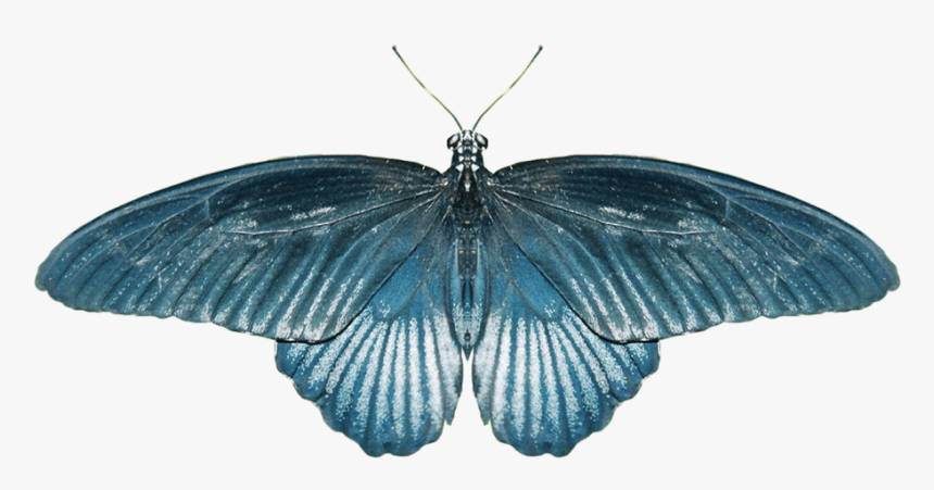 Butterfly Blue - Крылья Бабочки Для Фотошопа, HD Png Download, Free Download