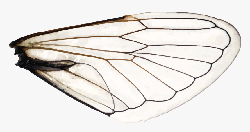 Wings Of A Dragonfly Right - Aporia, HD Png Download, Free Download