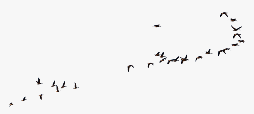 Wild Geese Flying Goose - Wild Geese Flying Goose Stock, HD Png Download, Free Download