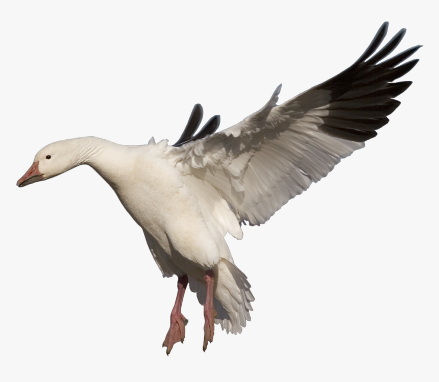 Frames Illustrations Hd Images - Snow Geese Clip Art, HD Png Download, Free Download