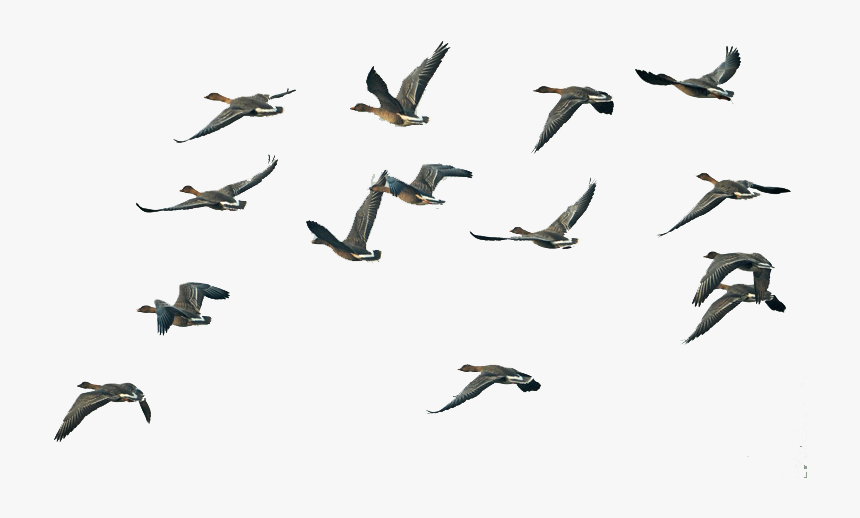 Fly Group Of Swan Goose Migration Flight Clipart - Swans Flying In Png, Transparent Png, Free Download