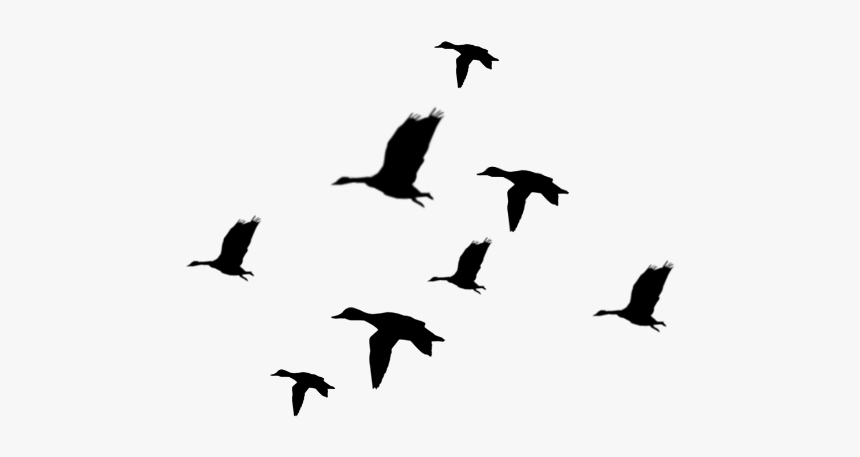 Flying Ducks Silhouette Best - Ducks Flying Silhouette, HD Png Download, Free Download