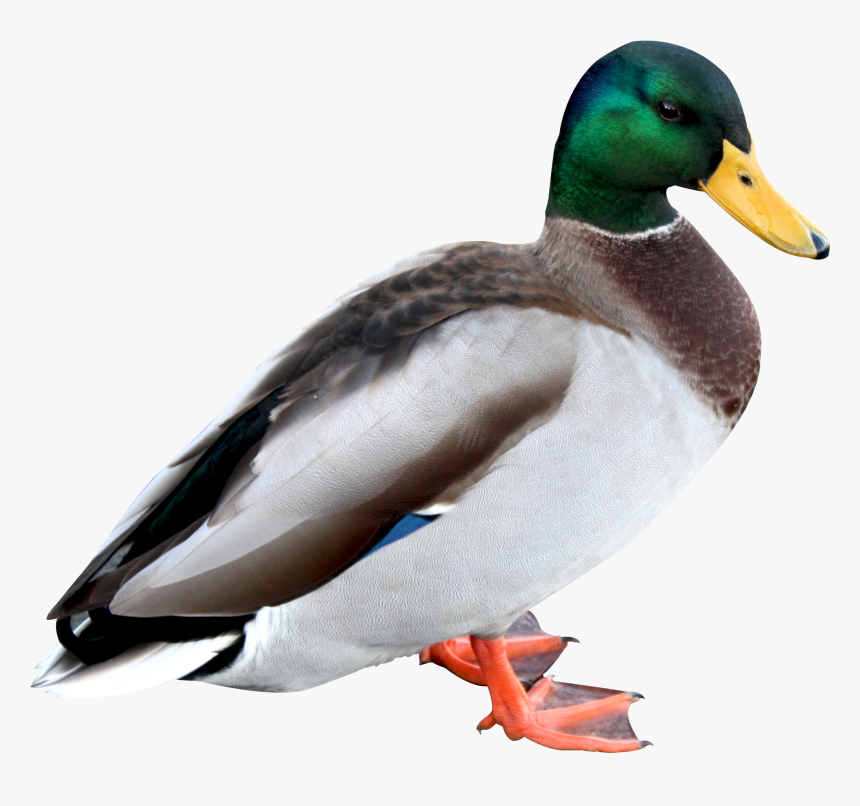 Duck Png Image - Duck Png, Transparent Png, Free Download