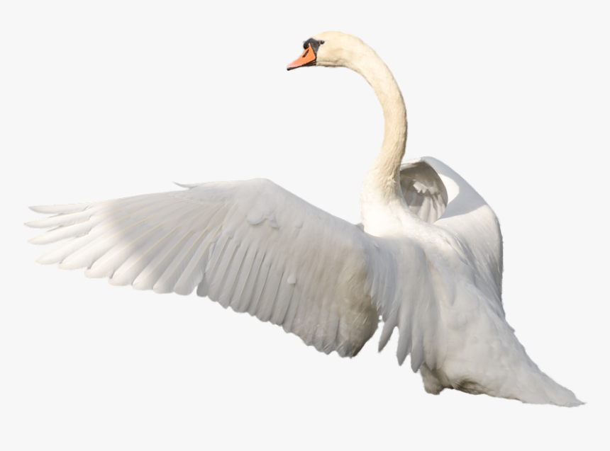 Swan Flying Png, Transparent Png, Free Download
