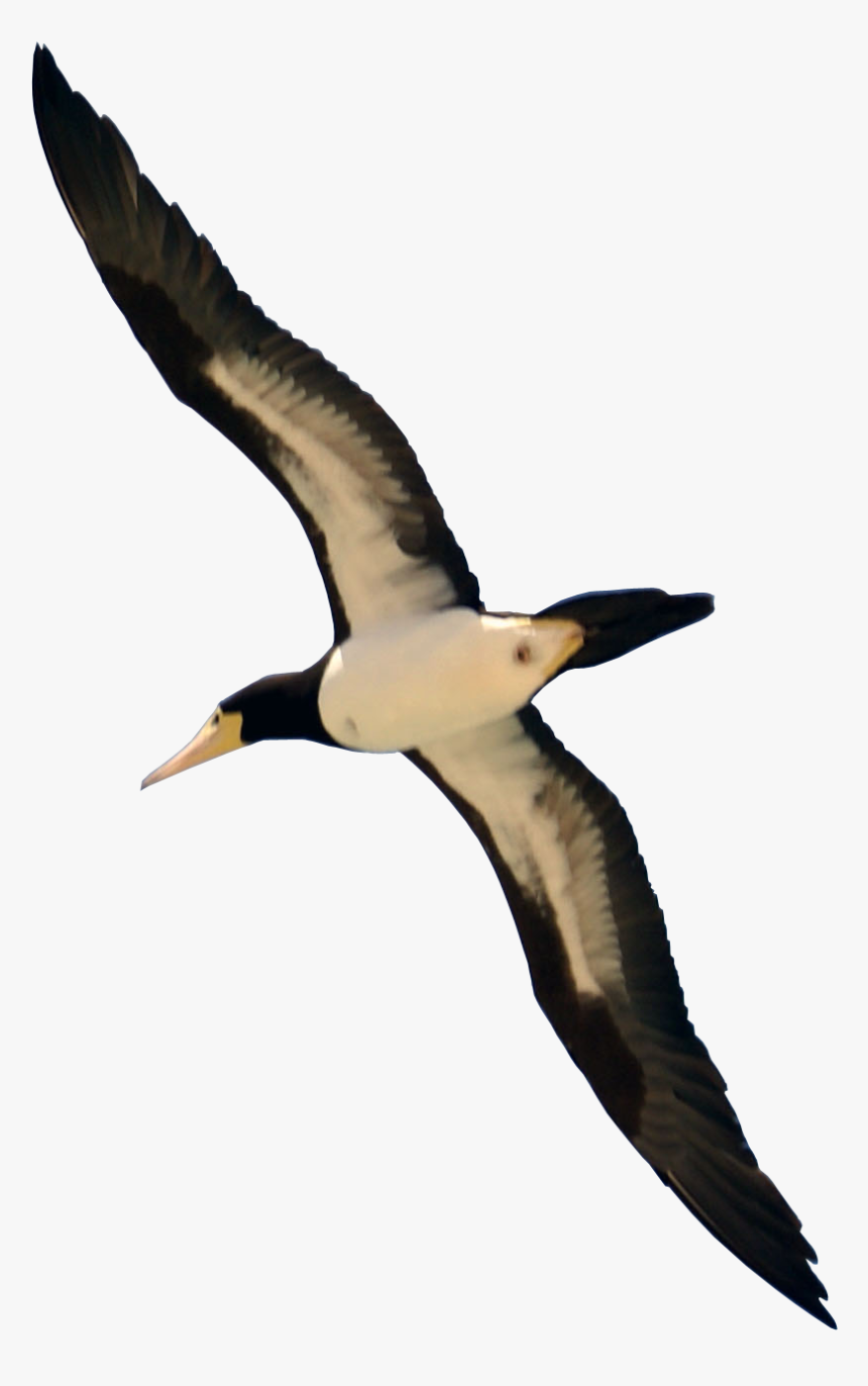 Transparent Flying Bird Png - Bird Flying Images Png, Png Download, Free Download