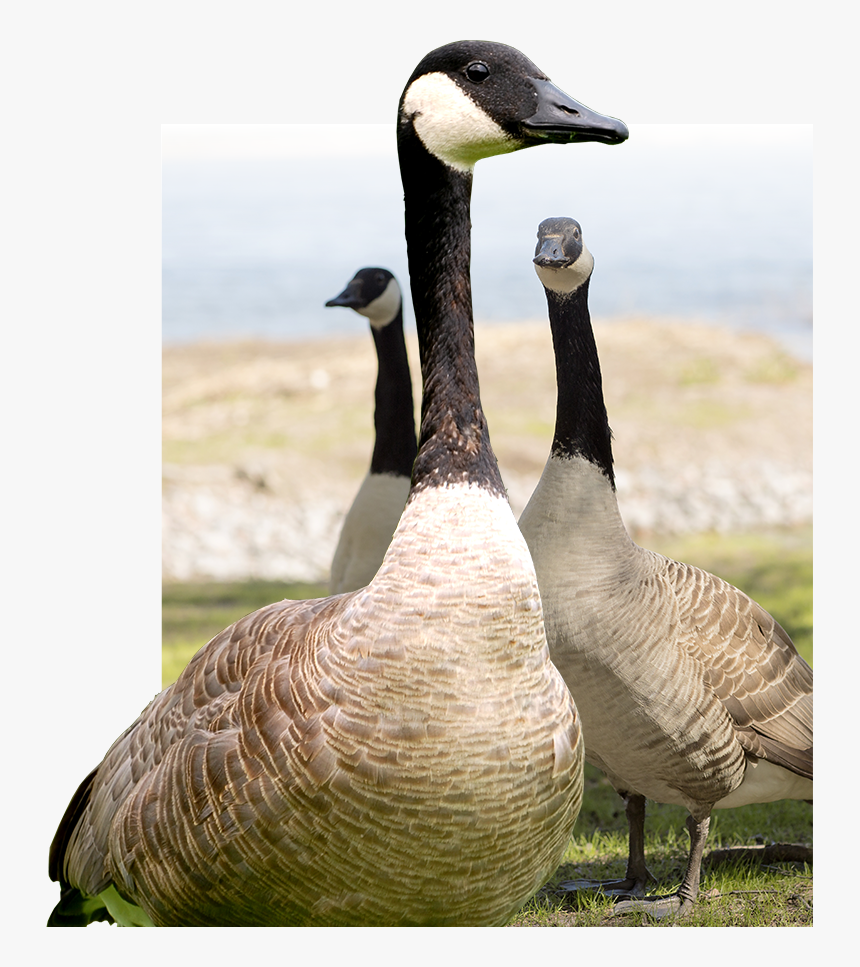 Dynamically Generated Photo Placeholder - Canada Goose, HD Png Download, Free Download