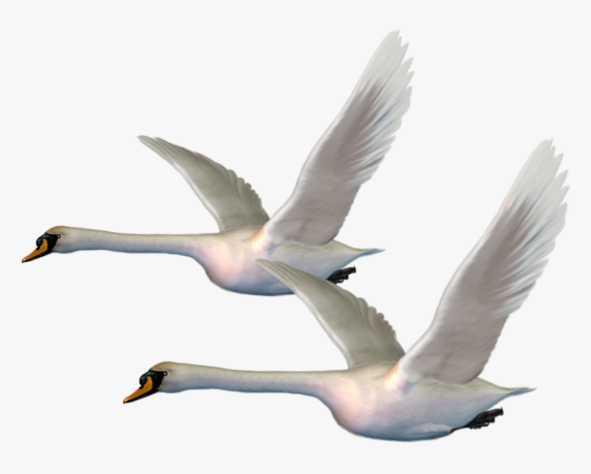 #geese #swans #flight #freetoedit - White Duck Flying Png, Transparent Png, Free Download
