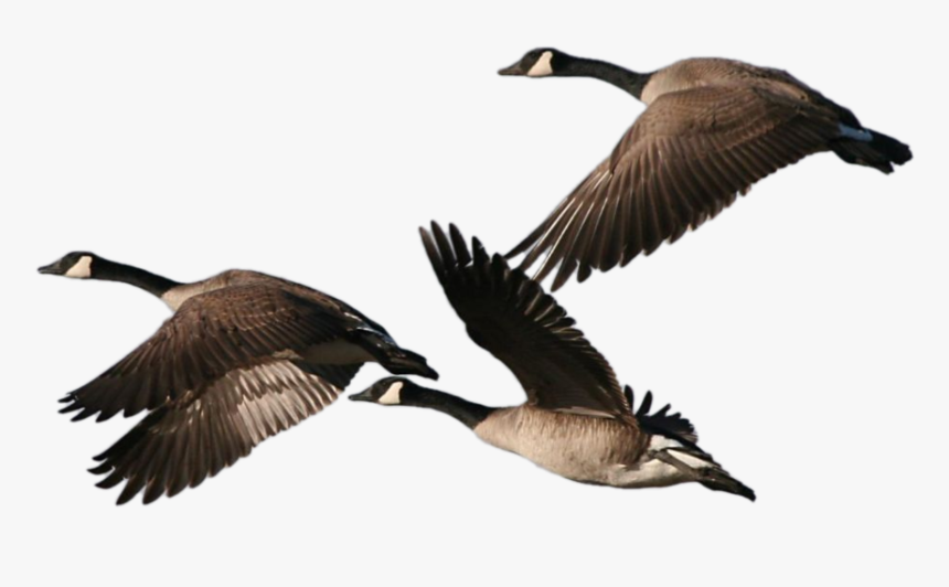 Geese - Canadian Geese Flying, HD Png Download, Free Download