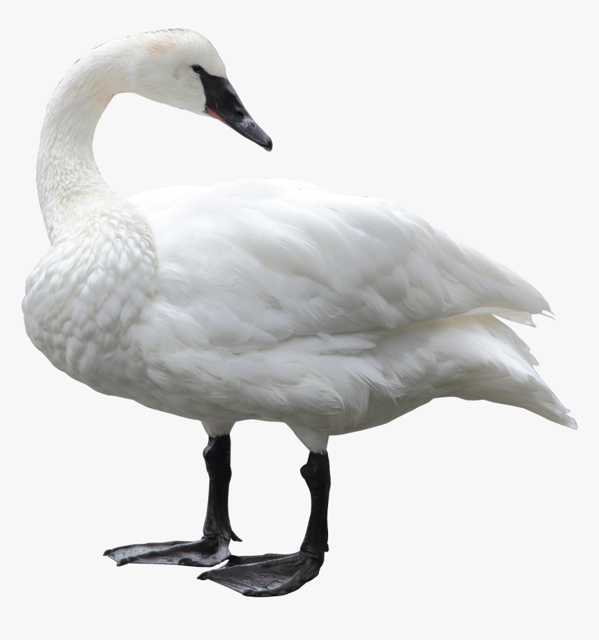 Swan White - Swan Png, Transparent Png, Free Download