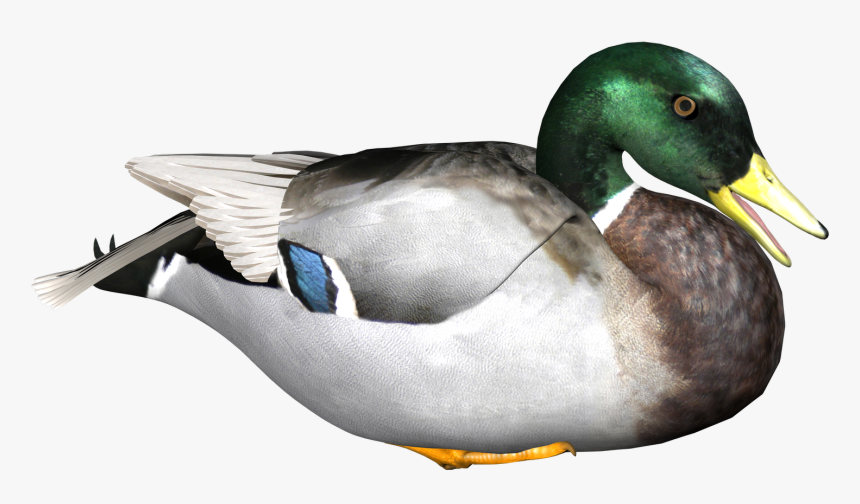 Download Duck Png - Transparent Background Duck Png, Png Download, Free Download