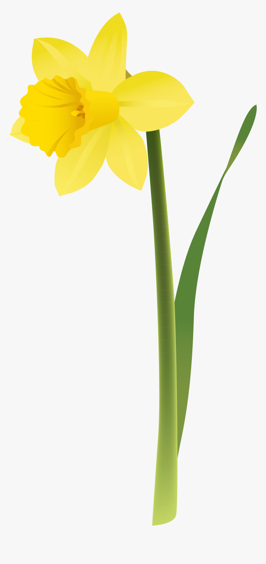 Daffodil Flower Clip Art - Clip Art Daffodil, HD Png Download, Free Download