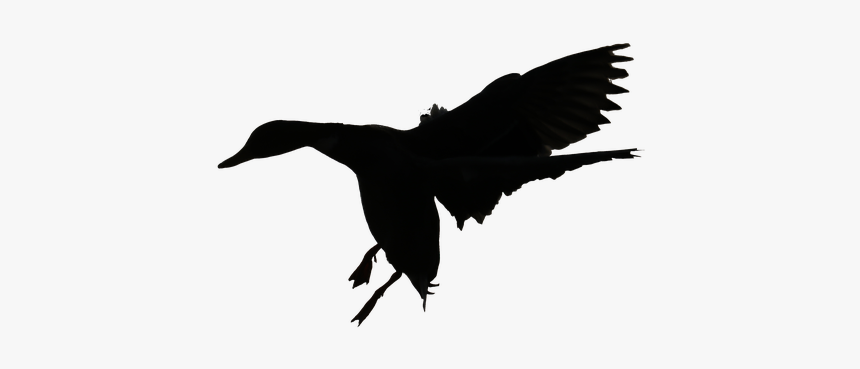 Duck, Skyline, Entensilhoutte, Flight, Flying Duck - Flying Duck Silhouette, HD Png Download, Free Download