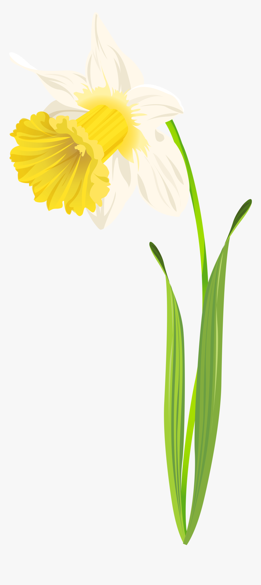 Daffodil Png Clip Art Image - Daffodil Leaf Png, Transparent Png, Free Download